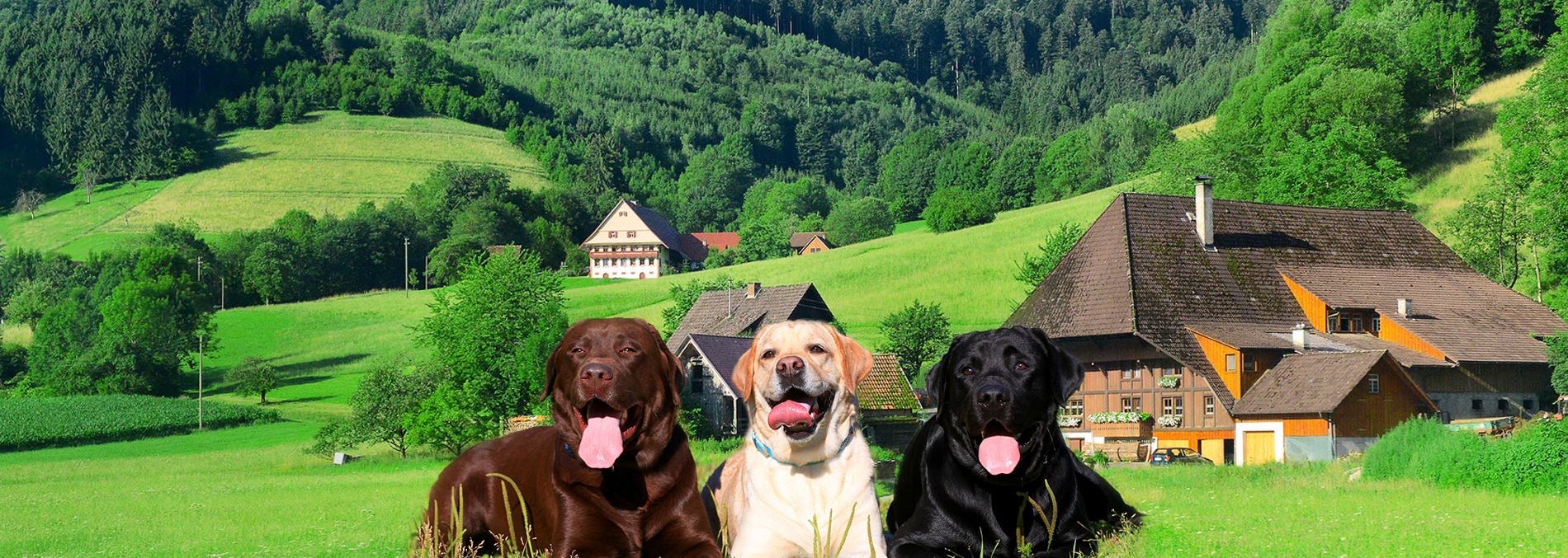 Labrador Spens | Zwinger von der Arensburg